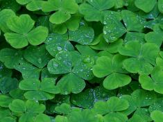 clovers